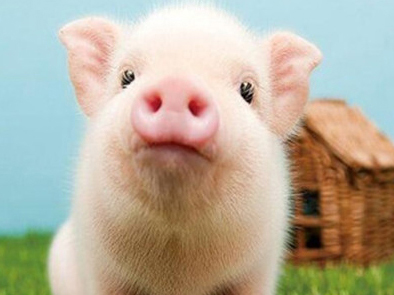 猪饲料添加剂的特点