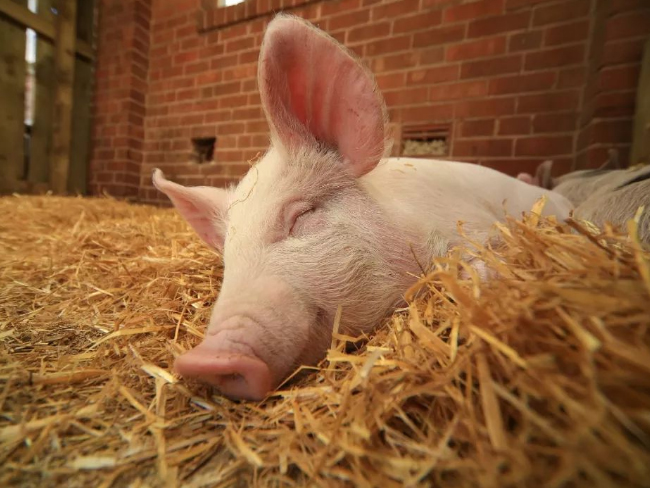 百分之几的猪预混料性价比高?