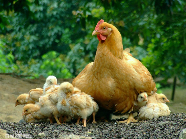 自配蛋鸡饲料注意事项
